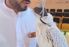 abu dhabi super white falcon auction